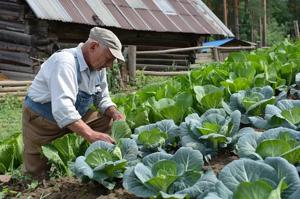 Сажает капусту