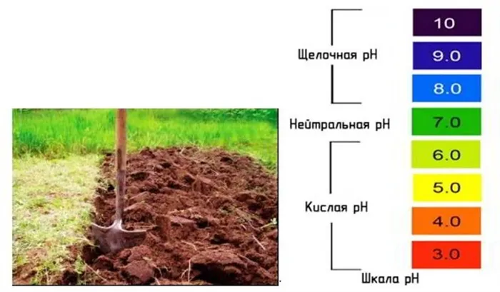 Определяем кислотность почвы