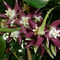 Хойя величественная (Hoya imperialis)