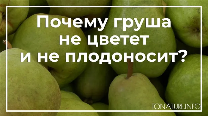 Почему груша не цветет и не плодоносит? | toNature.Info