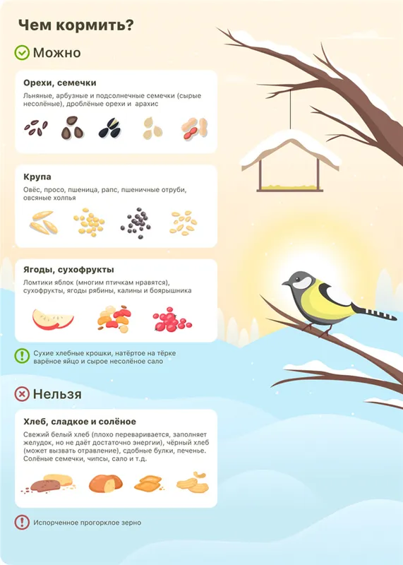 Инфографика Чем можно кормить птиц