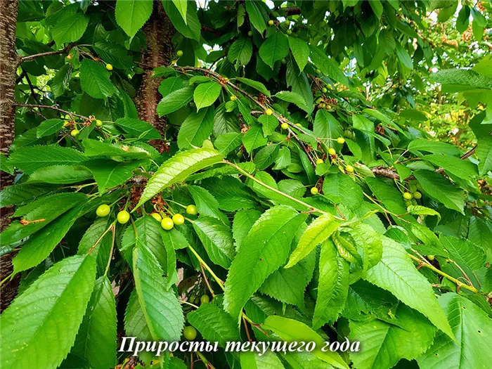 prirosty_tekuchego_goda