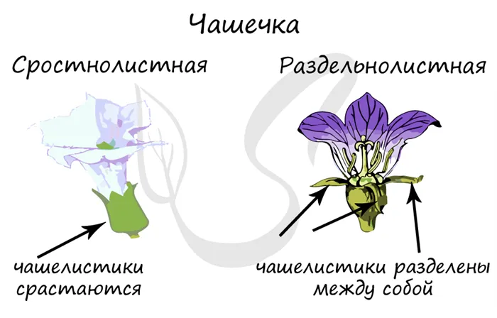 Биология (6 класс)/Цветок и плод 4