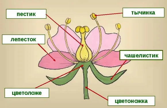 строение цветка