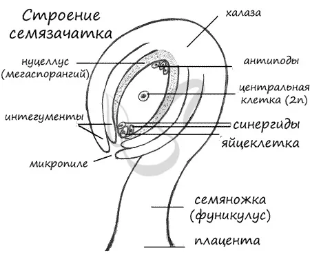 пестик