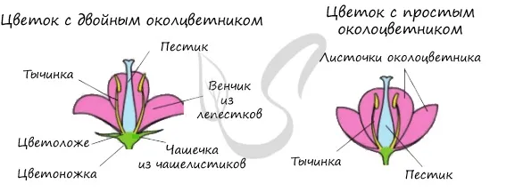 Биология (6 класс)/Цветок и плод 3