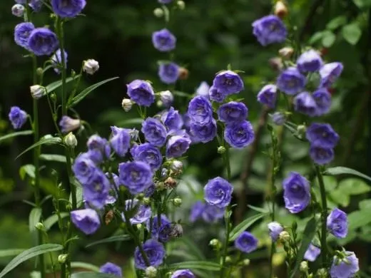 Колокольчик персиколистный (Campanula persicifolia)