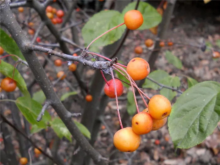 яблоня сибирская, или ягодная (Malus baccata)