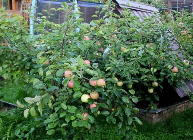 Карликовая яблоня (Malus pumila), сорт Брат Чудного