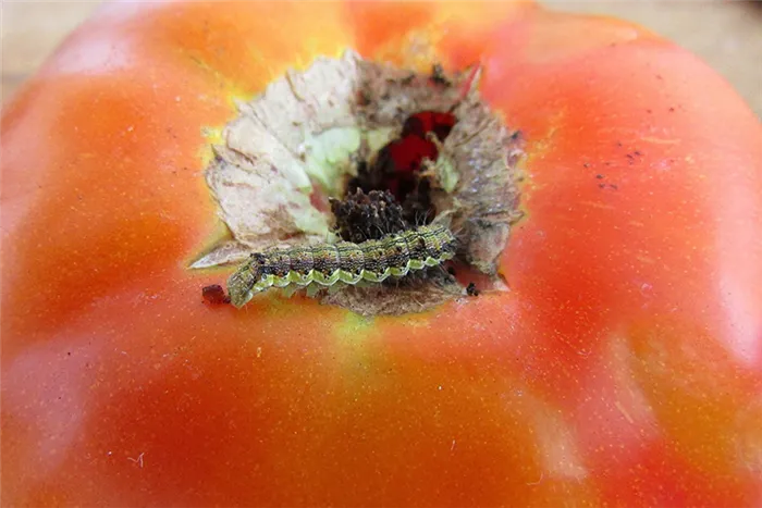 tomato-cutworm.jpg