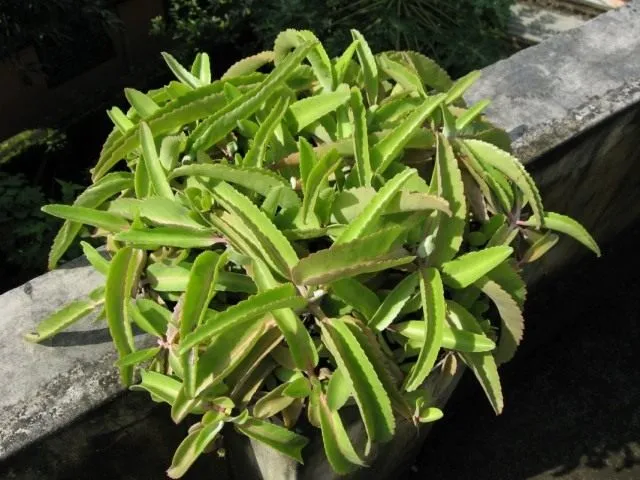 Каланхоэ перистое (Kalanchoe pinnata)