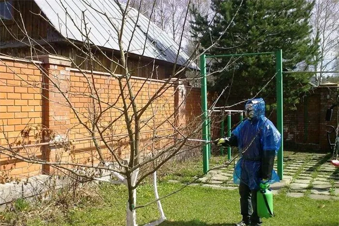 Принцип действия - Бордосская жидкость применение в садоводстве весной