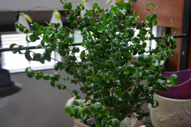 Фикус бенджамина (Ficus benjamina), сорт Барок (Barok) 