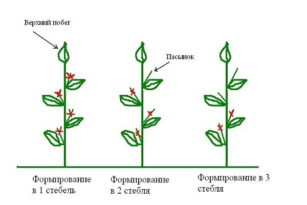 Формирование перца