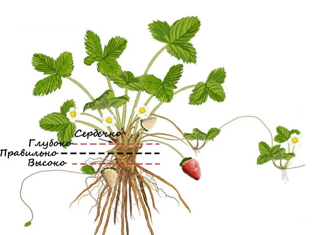 Правильная посадка клубники