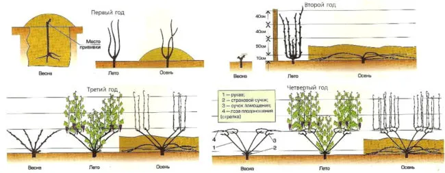 Схема формировки куста винограда веером в первые два года жизни культуры