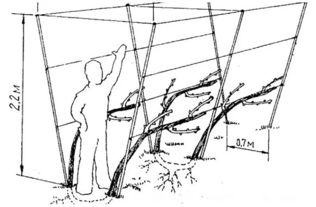 Схема и размеры двухплоскостной шпалеры для выращивания винограда на своем садовом участке