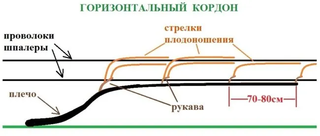 Схема формирования виноградной лозы горизонтальным кордоном с рукавами через 70–80 см