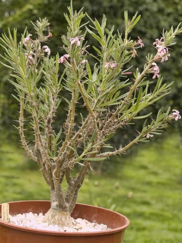 Пахиподиум суккулентный (pachypodium succulentum)