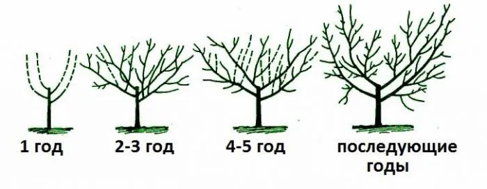 Айва — символ плодородия 10