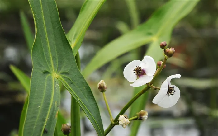 Стрелолист (Sagittaria)