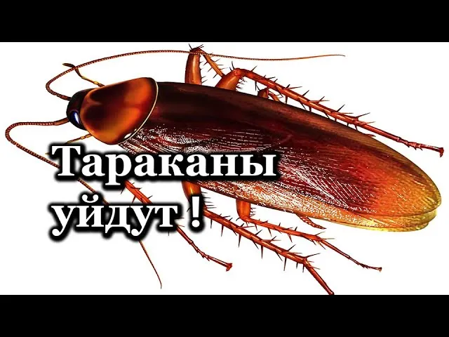 Как избавиться от тараканов навеки! Мощное средство от тараканов!