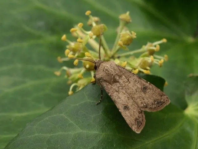 Совка озимая, или ночница озимая (Agrotis segetum)