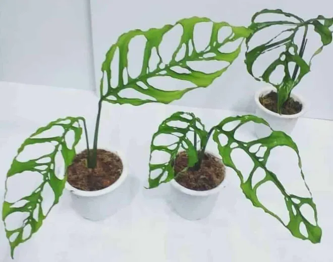 Косая монстера (Monstera obliqua)