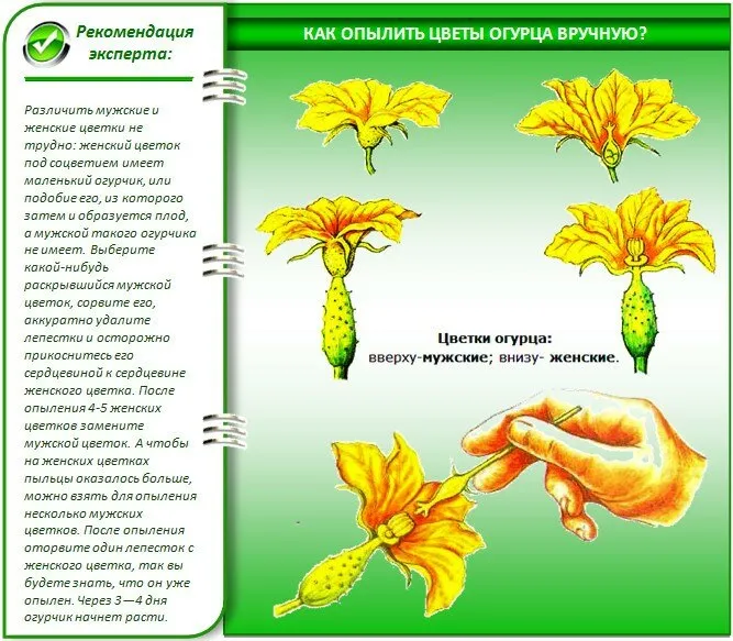 Какие огурцы посадить: 5 вари­антов с хрустом и без горечи 3