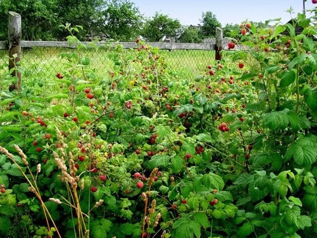 Избавляемся от малины, которая переходит от соседей