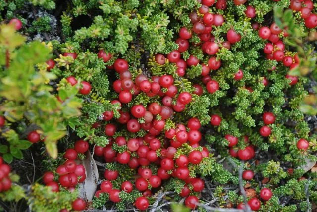 Водяника красная (Empetrum rubrum)