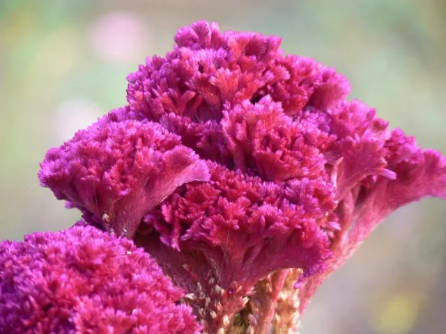 Целозия серебристая гребенчатая (Celosia argentea var. cristata)