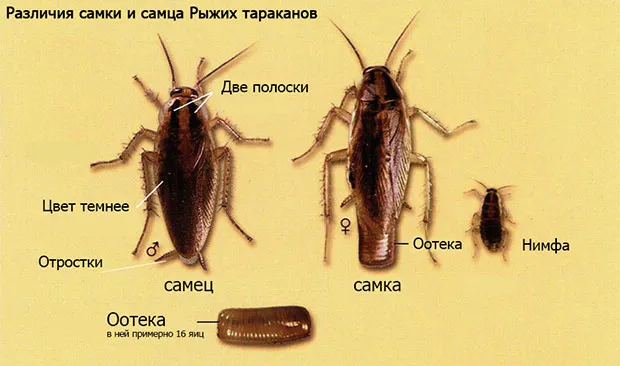 Как выглядят маленькие тараканы и чем они отличаются от обычных?