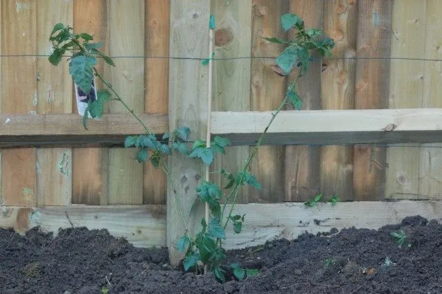 Ежевика кустистая (Rubus fruticosus)