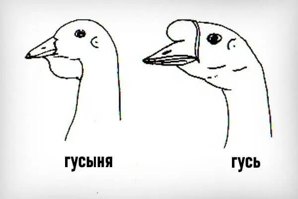 Как отличить гусака от гусыни по строению, внешности и поведению 8