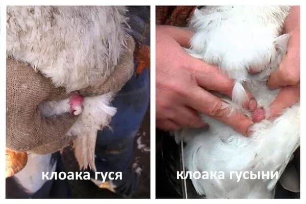 Как отличить гусака от гусыни по строению, внешности и поведению 2