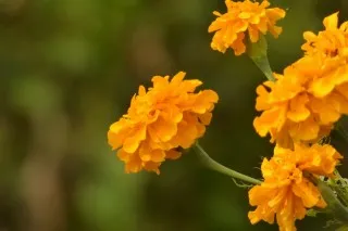 Бархатцы прямостоячие (Tagetes erecta)