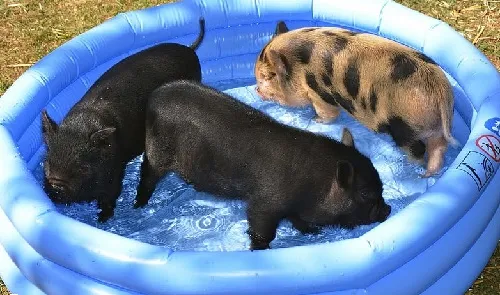 mini-pig-malenkaya-svinka