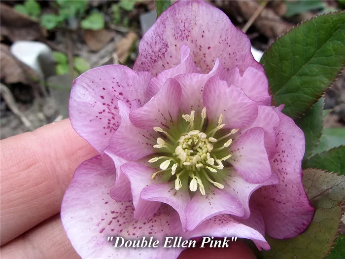 Double_Ellen_Pink