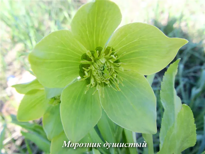 Helleborus_odorus