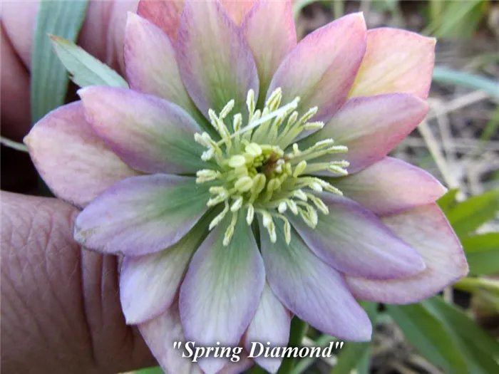 Spring_Diamond