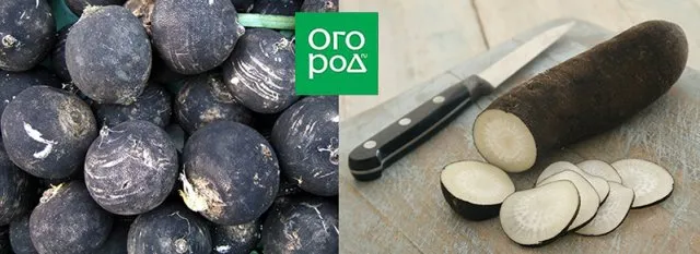 редька черная острая горькая