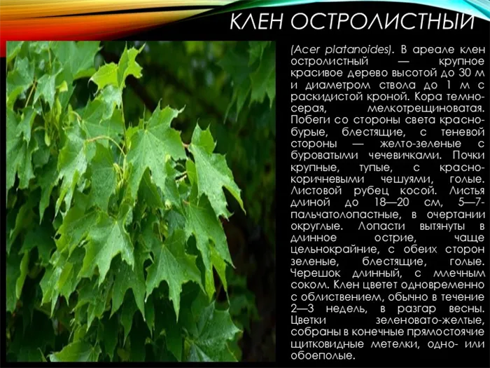 Клен остролистный (Acer platanoides). В ареале клен остролистный — крупное красивое дерево высотой до 30 м и диаметром ствола до 1 м с раскидистой кроной. Кора темно-серая, мелкотрещиноватая.