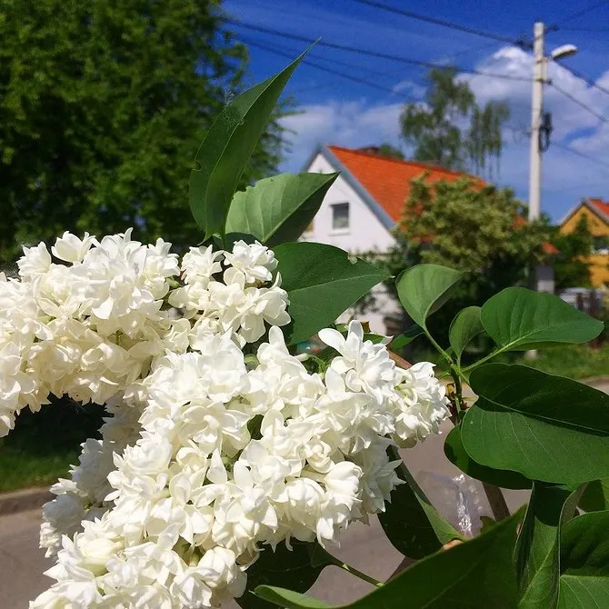 15 быстрорастущих декоративных кустарников, которые преобразят участок 6