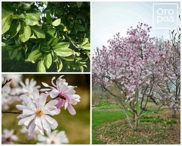 Магнолия звездчатая (Magnolia stellata)