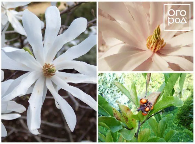 Магнолия звездчатая (Magnolia stellata)