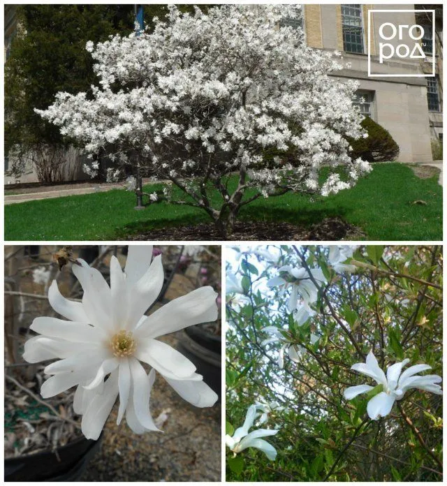 Магнолия звездчатая (Magnolia stellata)