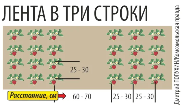 Секреты и правила выращивания клубники в открытом грунте: 8 сортов, которые порадуют урожаем 5