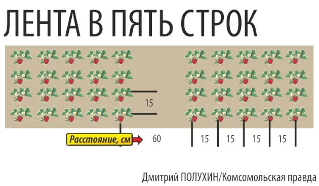 Секреты и правила выращивания клубники в открытом грунте: 8 сортов, которые порадуют урожаем 6