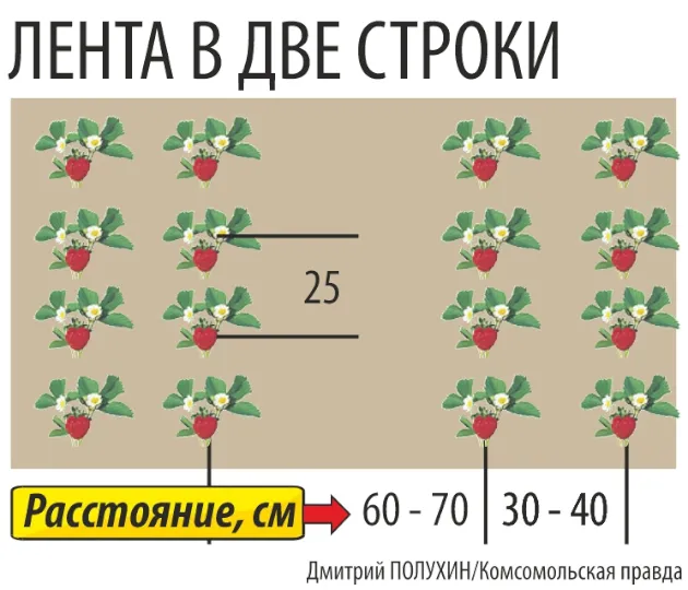 Секреты и правила выращивания клубники в открытом грунте: 8 сортов, которые порадуют урожаем 4